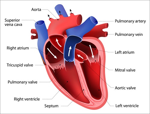 Structure of the Heart Image